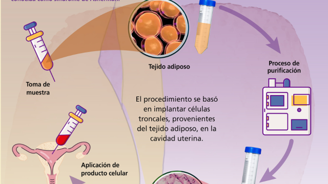 Reparación del endometrio con células madre: una esperanza para quienes buscan ser madres